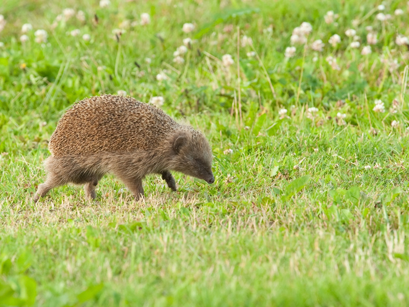 Erinaceus europaeus Egel European Hedgehog